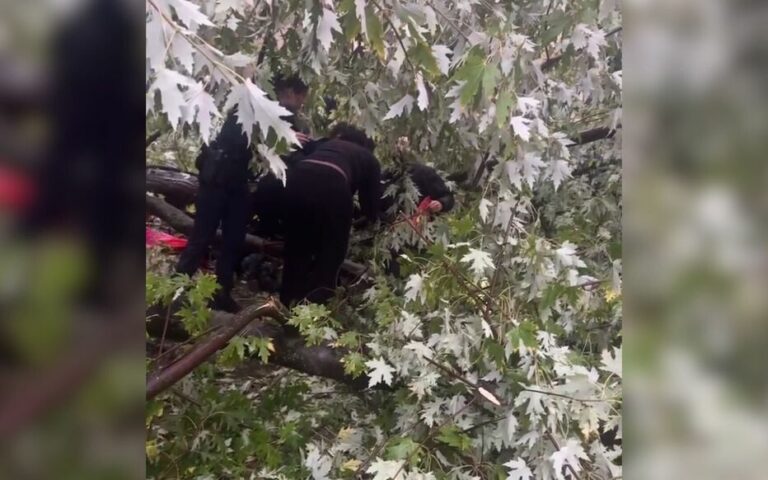 Paris : un homme meurt après la chute d’un arbre dans le XIXe arrondissement